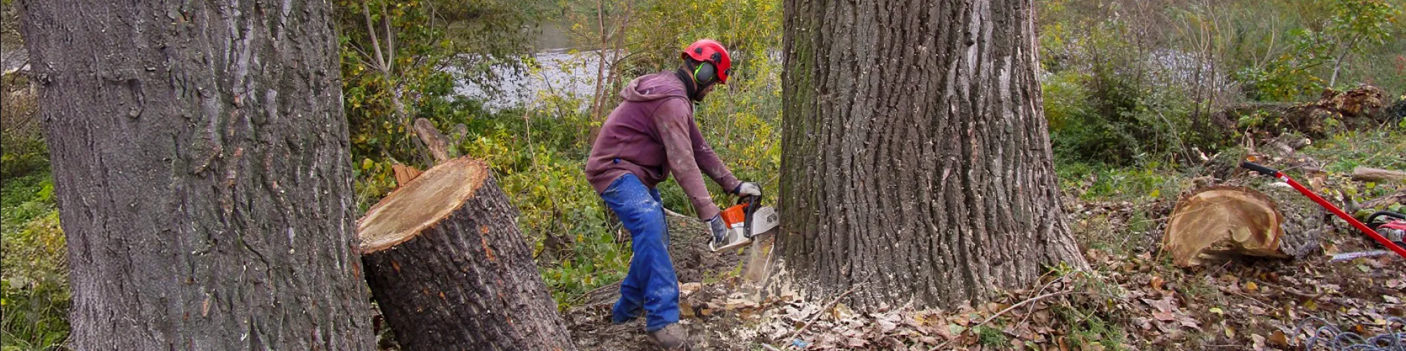 RizikaBezRizika.cz - Výškové práce a arboristika - Jak ochránit fasádu před ptactvem a opravit díry