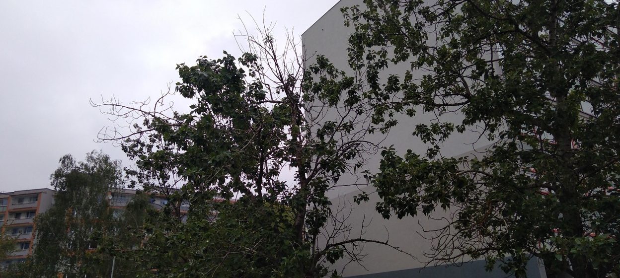 Péče o dřeviny v Praze 13