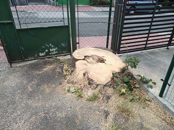 Rizikové kácení stromu: Praha