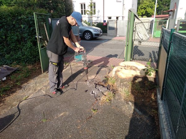 Rizikové kácení stromu: Praha