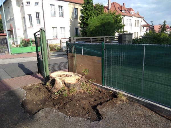 Rizikové kácení stromu: Praha