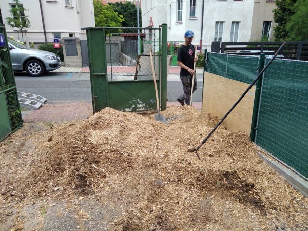 Rizikové kácení stromu: Praha