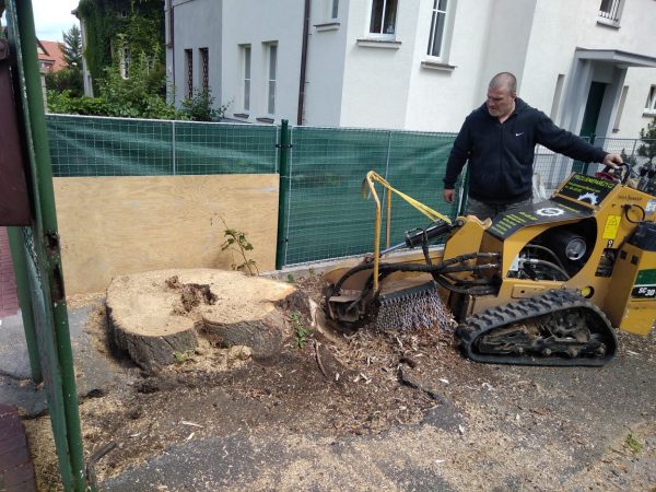 Rizikové kácení stromu: Praha