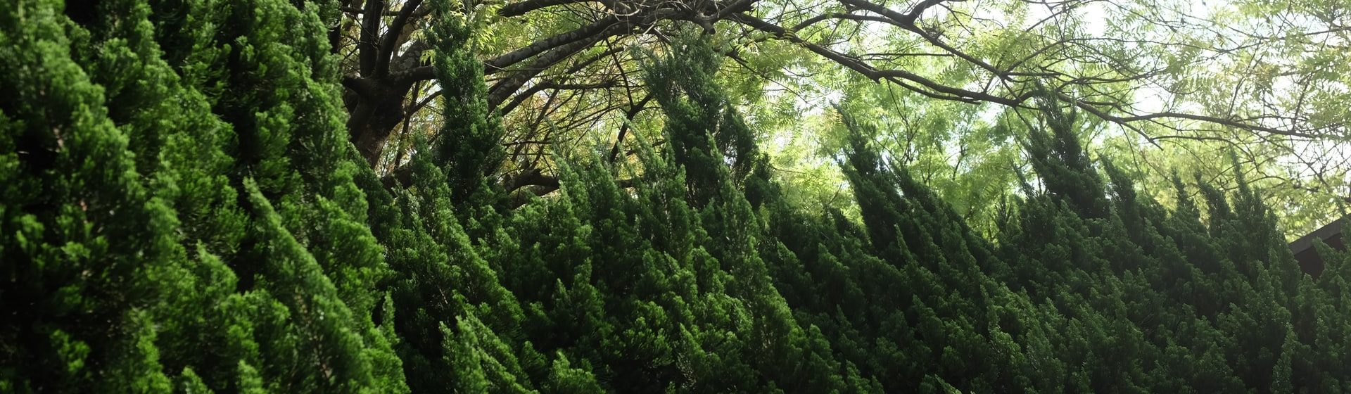 Jak se starat o jehličnany v zahradě