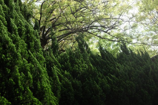 Jak se starat o jehličnany v zahradě