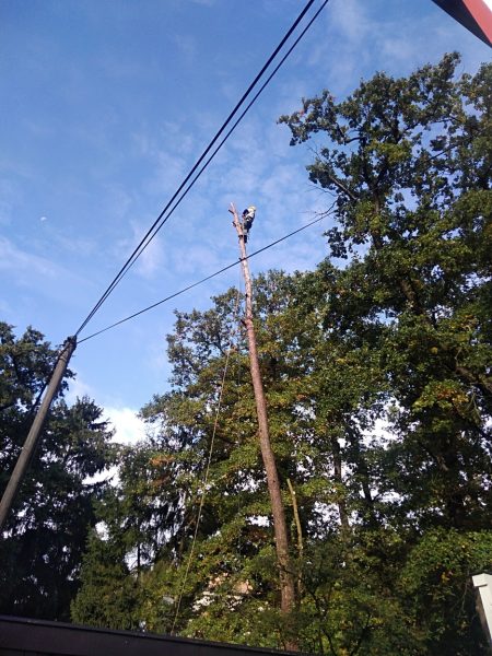 Rizikové kácení stromu: Praha