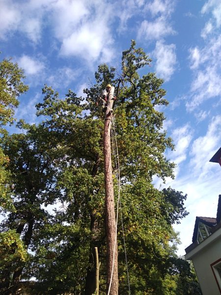 Rizikové kácení stromu: Praha