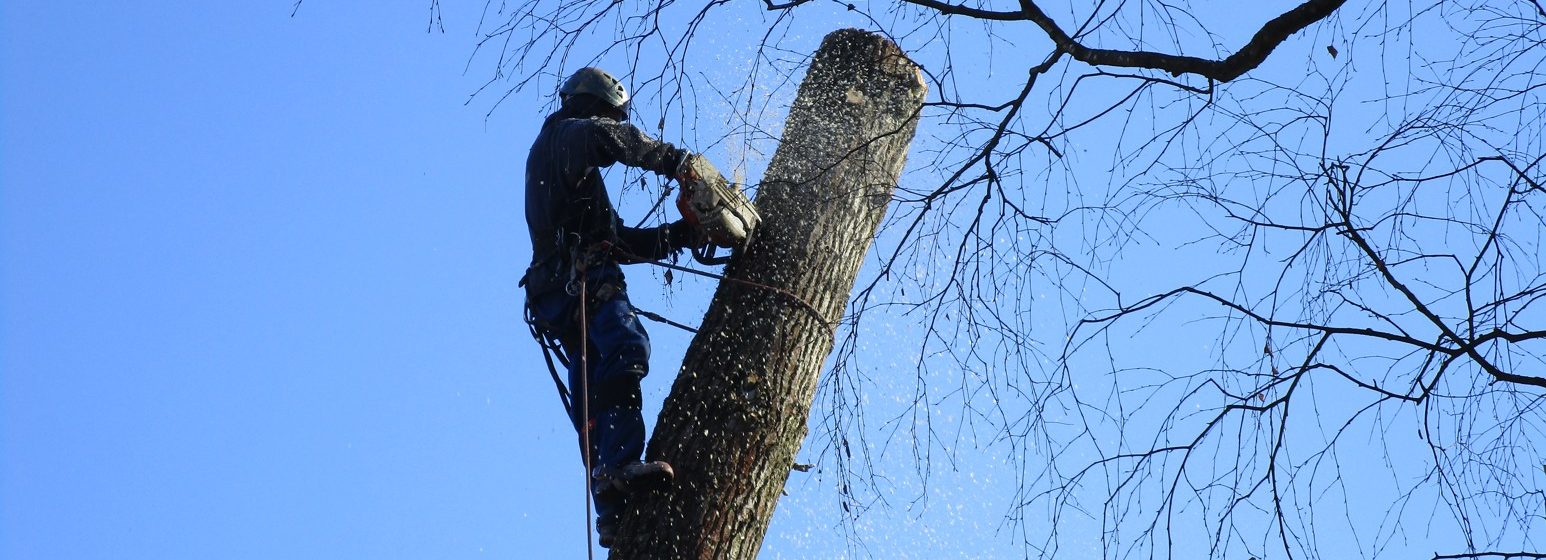 Rizikové kácení stromu: Mostecký mlýn