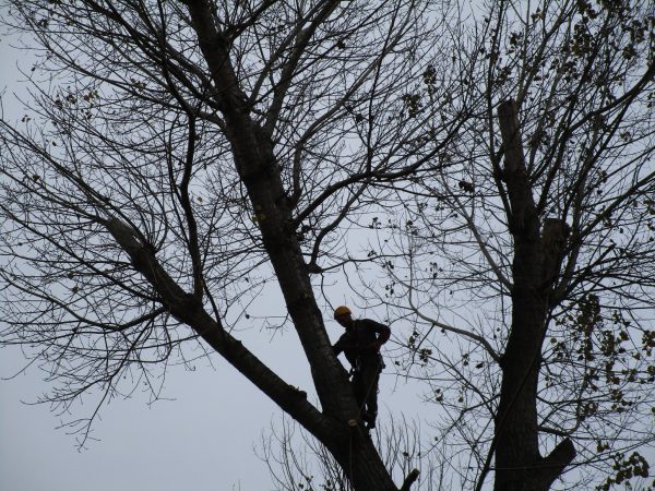 Rizikové kácení a prořez stromů: Praha – Radotín