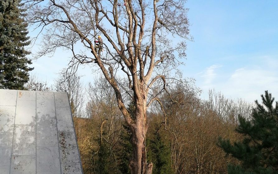 Rizikové kácení stromu, Tample