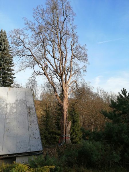 Rizikové kácení stromu, Tample