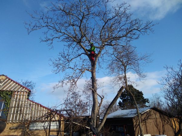 Rizikové kácení ořešáku: Praha