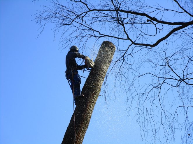 Rizikové kácení stromu: Mostecký mlýn