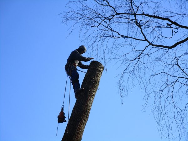 Rizikové kácení stromu: Mostecký mlýn