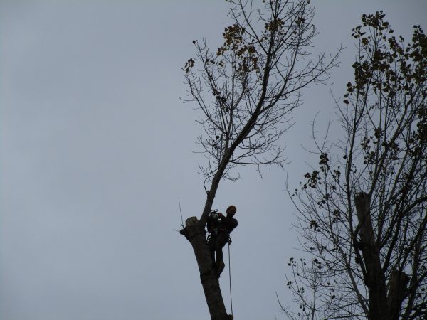 Rizikové kácení a prořez stromů: Praha – Radotín