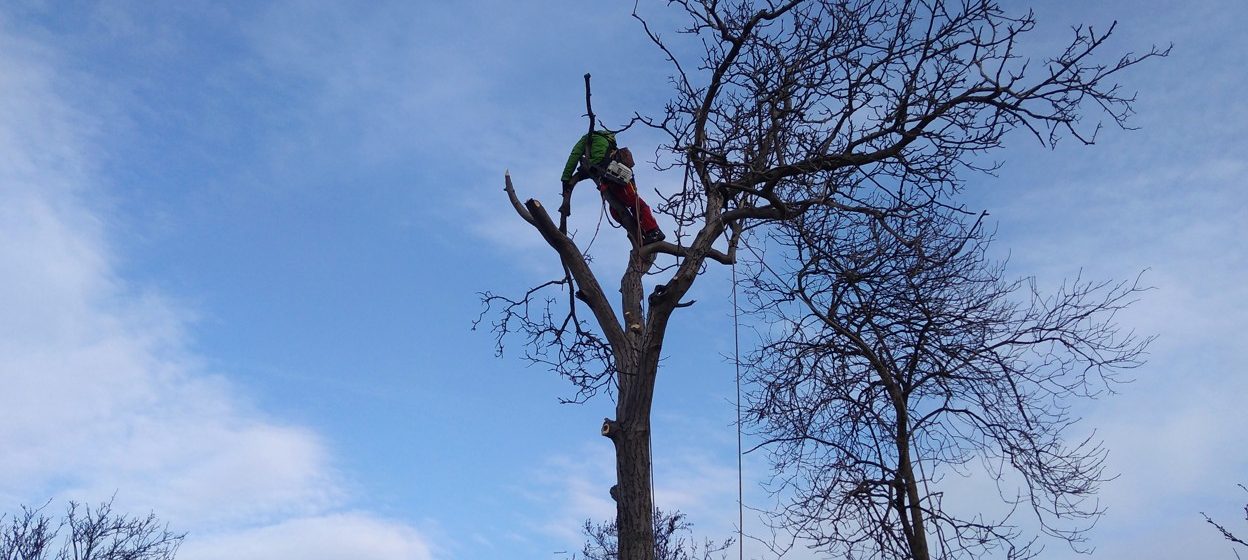 Kácení dřevin mimo les: Co se smí a nesmí?