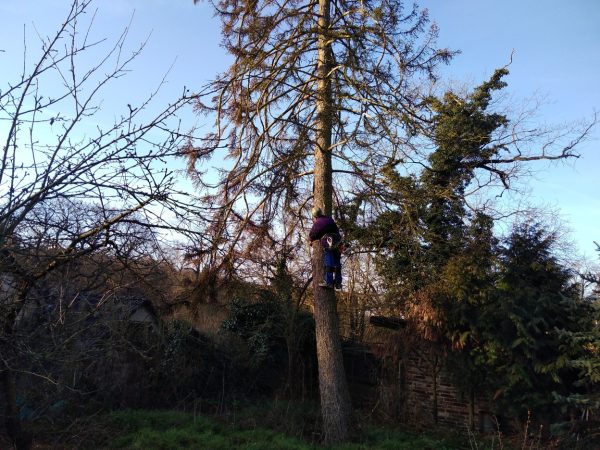 Rizikové kácení stromu: Praha