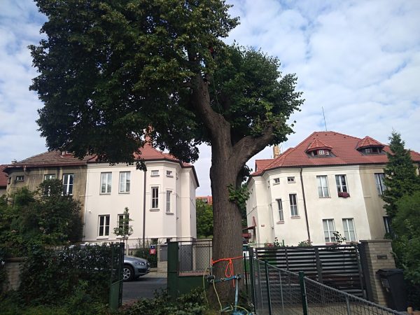 Rizikové kácení stromu: Praha