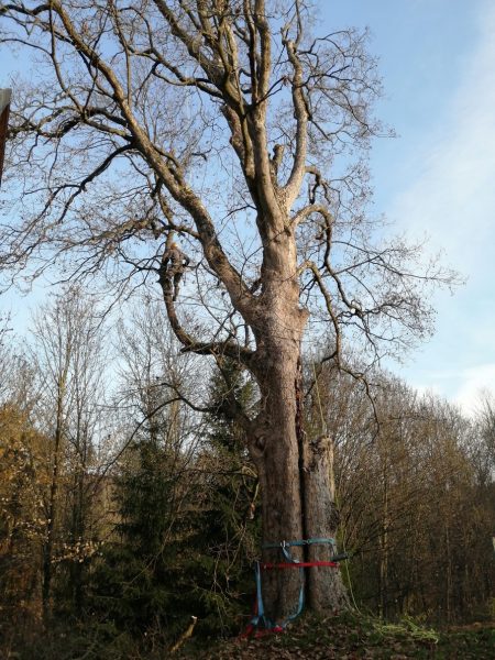 Rizikové kácení stromu, Tample