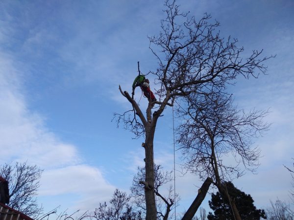 Rizikové kácení ořešáku: Praha
