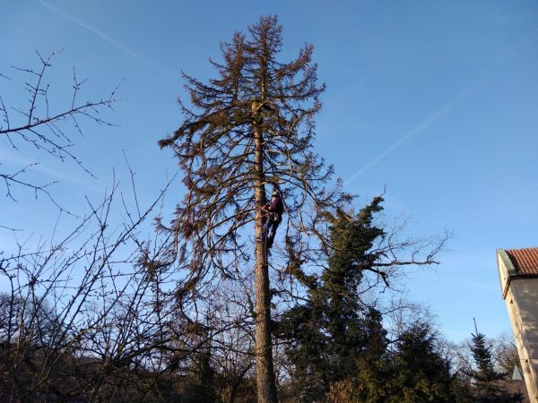 Rizikové kácení stromu: Praha