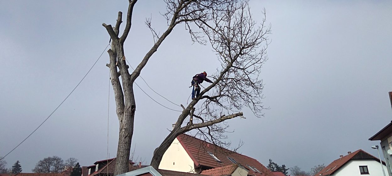 Suchý strom je lepší prořezat nebo rovnou pokácet?