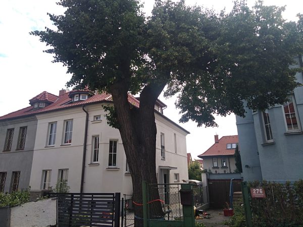 Rizikové kácení stromu: Praha