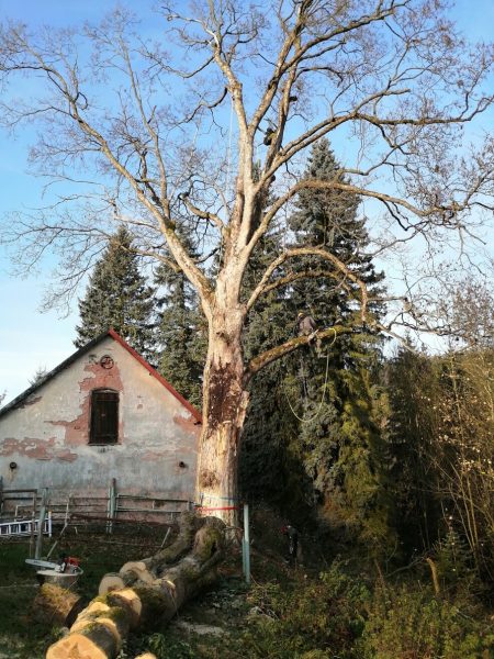 Rizikové kácení stromu, Tample