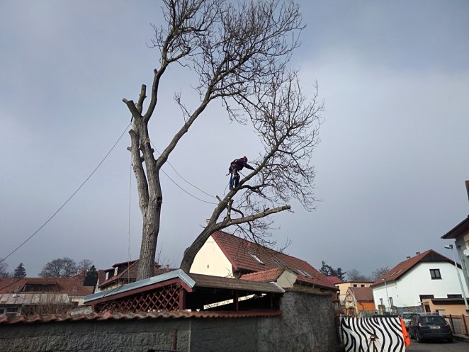Suchý strom je lepší prořezat nebo rovnou pokácet?