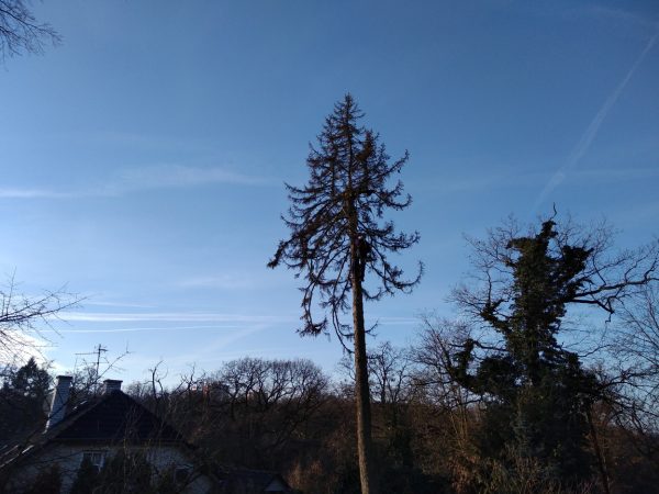 Rizikové kácení stromu: Praha