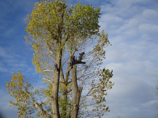 Rizikové kácení a prořez stromů: Praha – Radotín