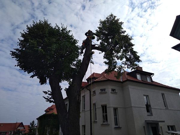 Rizikové kácení stromu: Praha