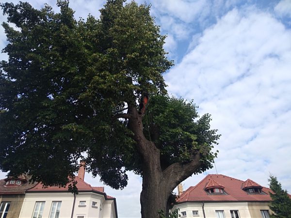 Rizikové kácení stromu: Praha