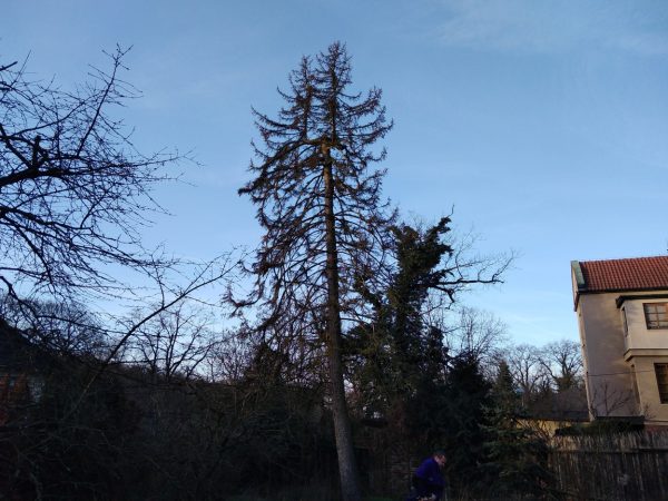 Rizikové kácení stromu: Praha