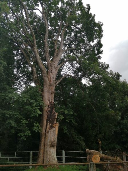 Rizikové kácení stromu, Tample