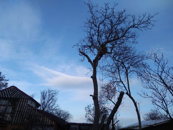 Rizikové kácení ořešáku: Praha