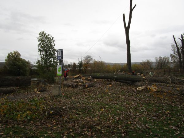 Rizikové kácení a prořez stromů: Praha – Radotín