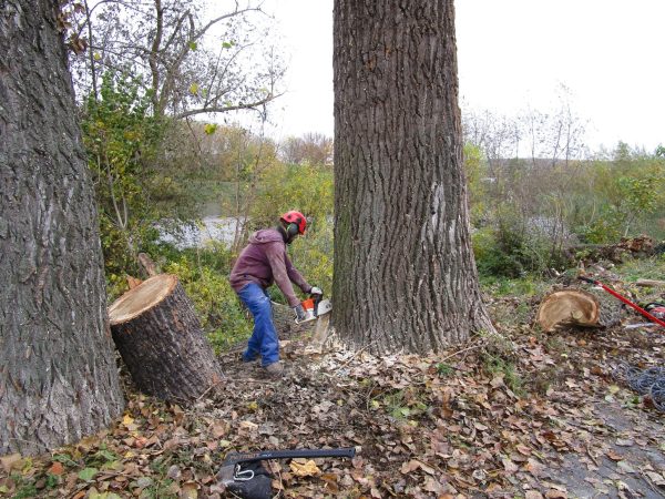Rizikové kácení a prořez stromů: Praha – Radotín