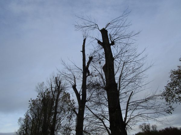 Rizikové kácení a prořez stromů: Praha – Radotín