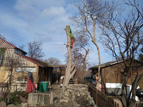 Rizikové kácení ořešáku: Praha