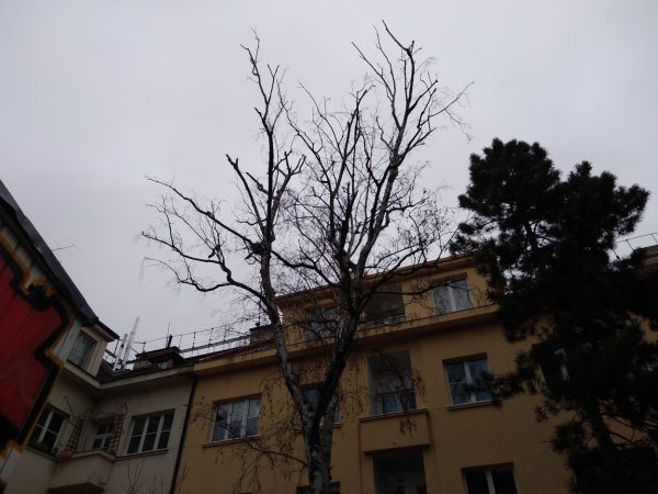 Rizikové kácení stromu: Praha