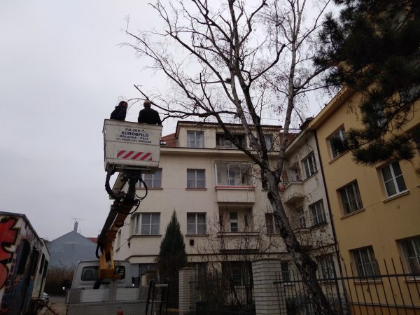 Rizikové kácení stromu: Praha