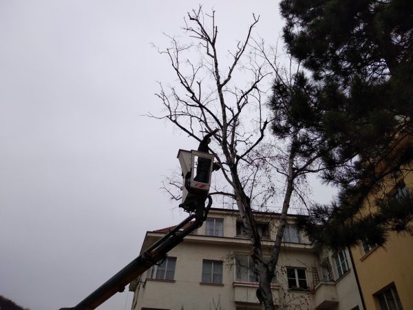 Rizikové kácení stromu: Praha