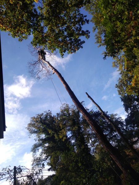 Rizikové kácení stromu: Praha