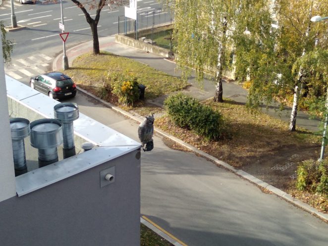 Maketa dravce: Vyplatí se pořídit na balkón či fasádu?