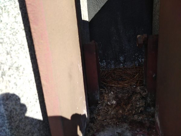 Hroty proti ptactvu, montáž – Praha