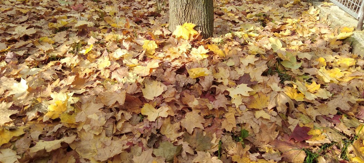 Začátek období vegetačního klidu