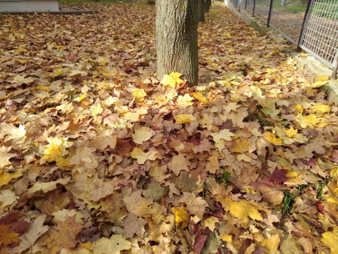 Začátek období vegetačního klidu