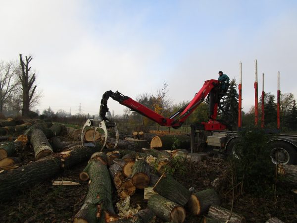 Rizikové kácení a prořez stromů: Praha – Radotín