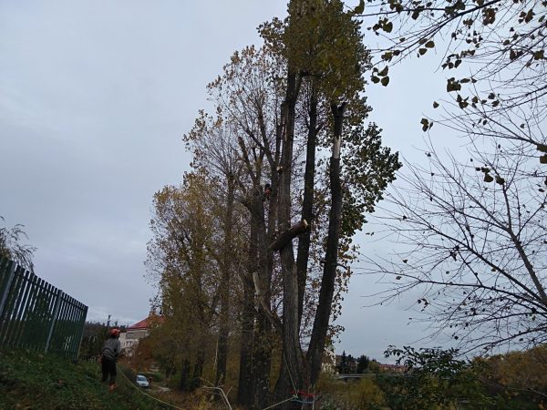 Rizikové kácení a prořez stromů: Praha – Radotín